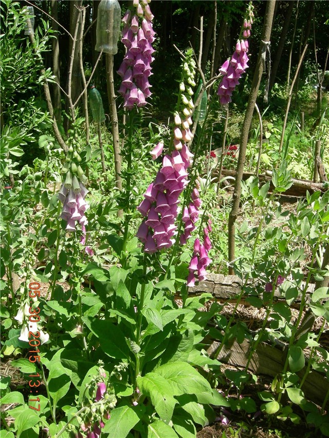 arčilend